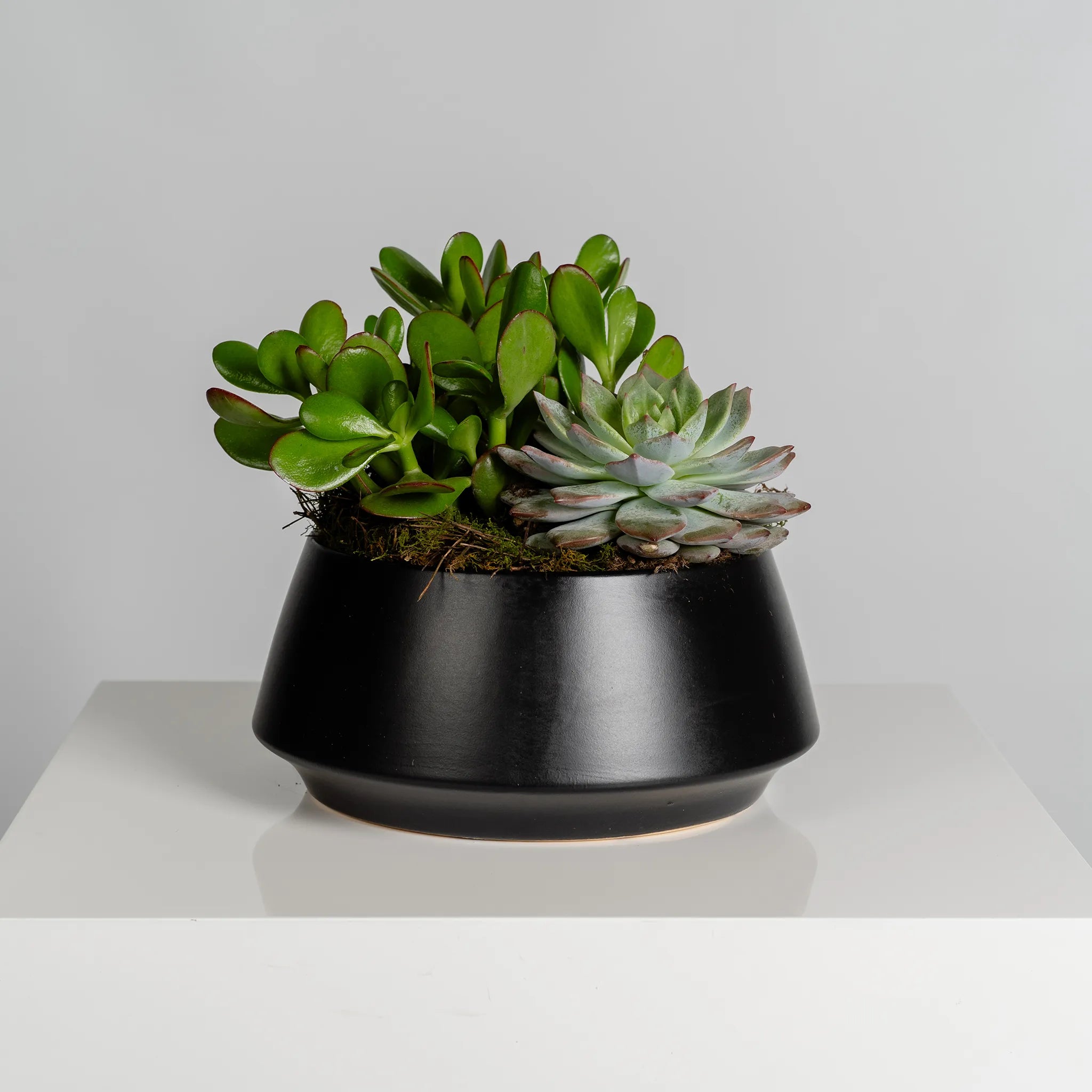 Succulent Garden