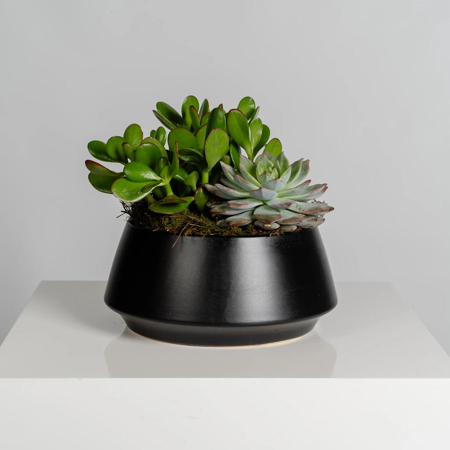 Succulent Garden