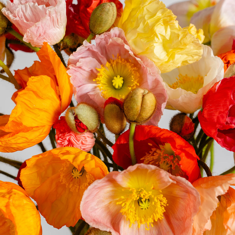 Poppy Perfection