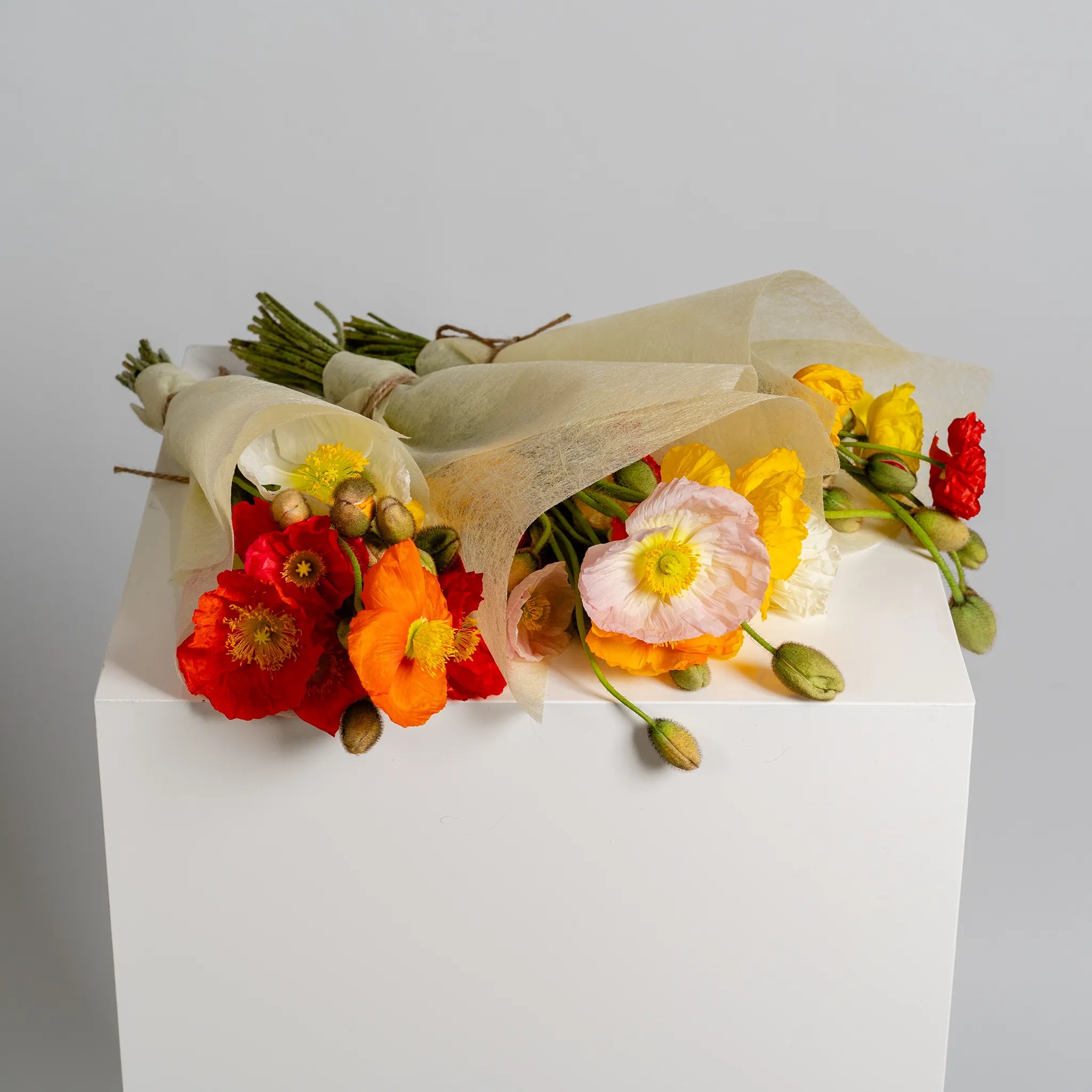 Poppy Perfection