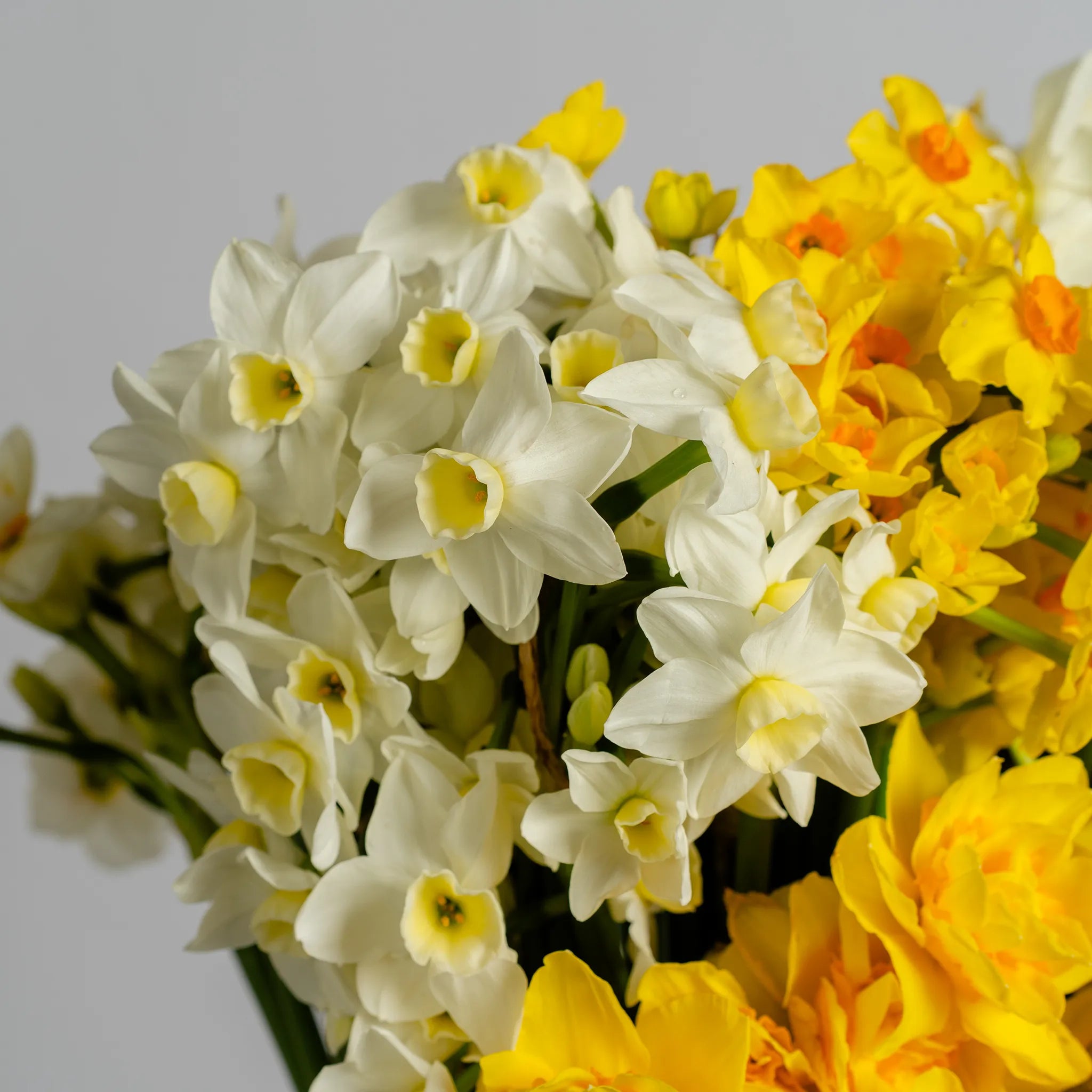 Jonquil's and Daffodil's