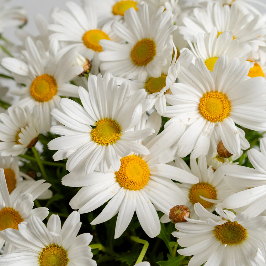 Darling Daisy