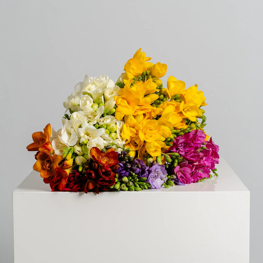 Freesia Affair