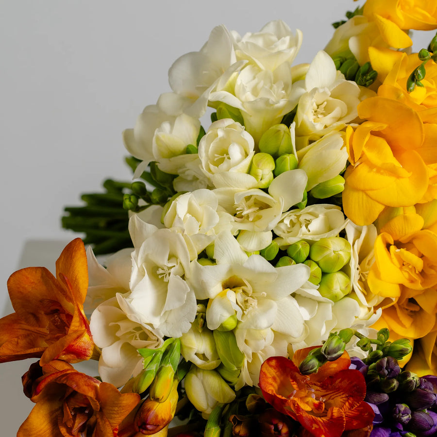 Freesia Affair