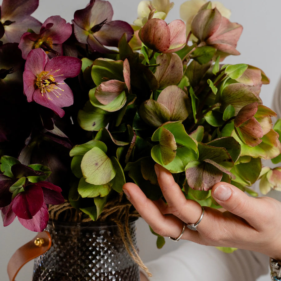 Hellebores