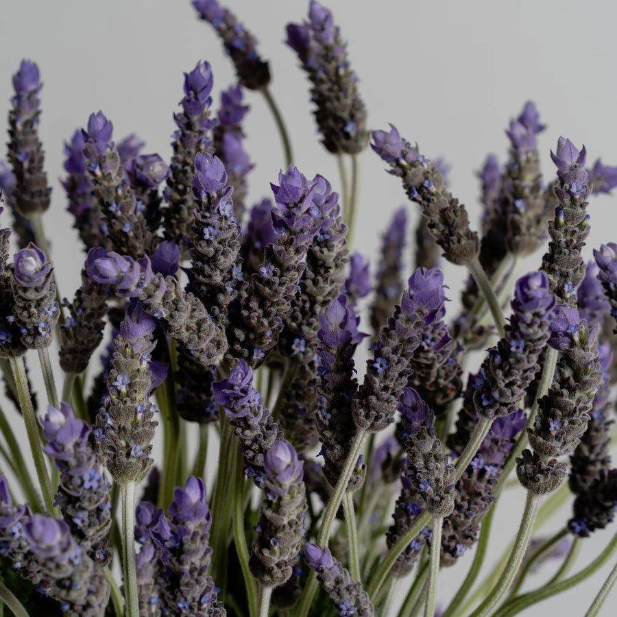 Lavender Lane