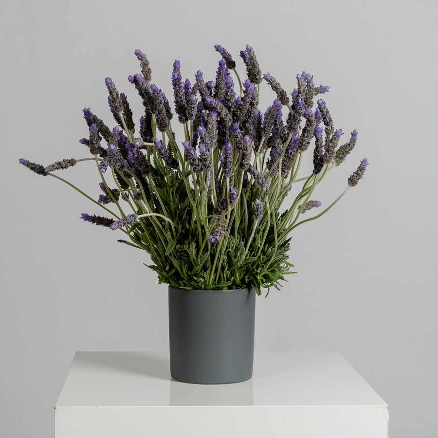 Lavender Lane