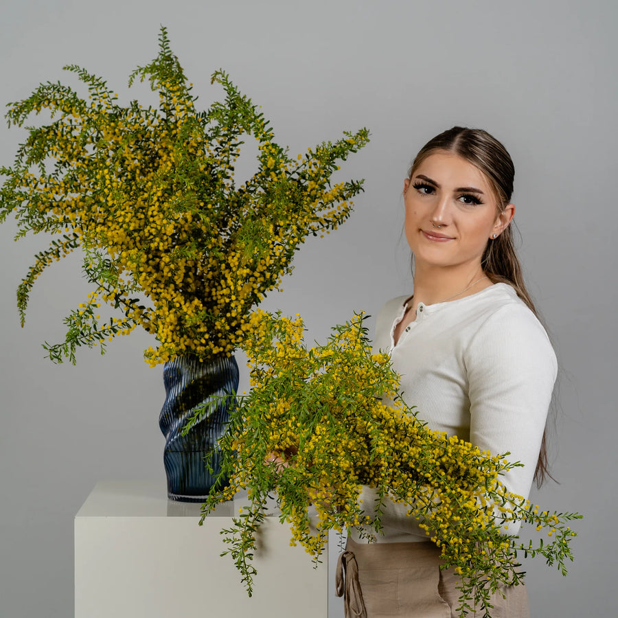 Golden Wattle