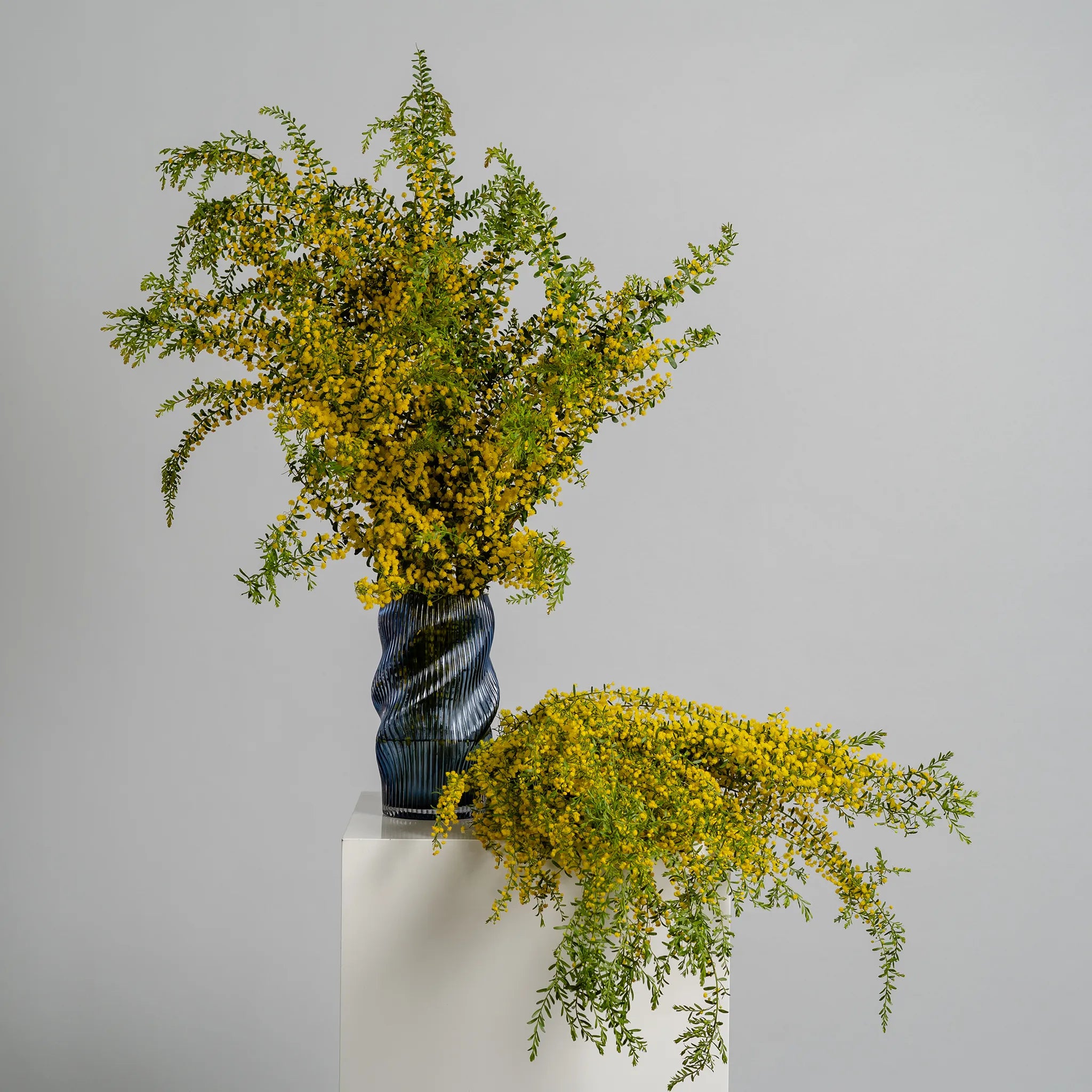 Golden Wattle