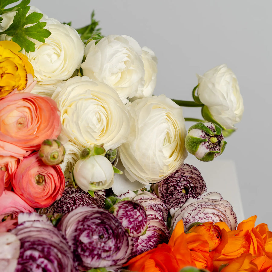 Ranunculus Reverie