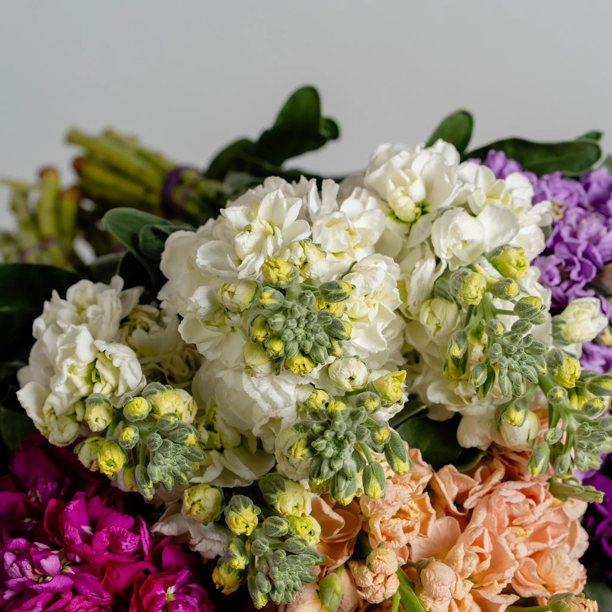 Stock in Bloom