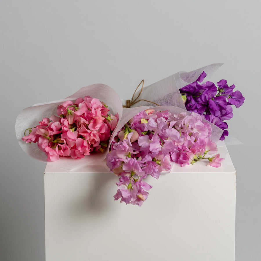 Spring Sweetpea