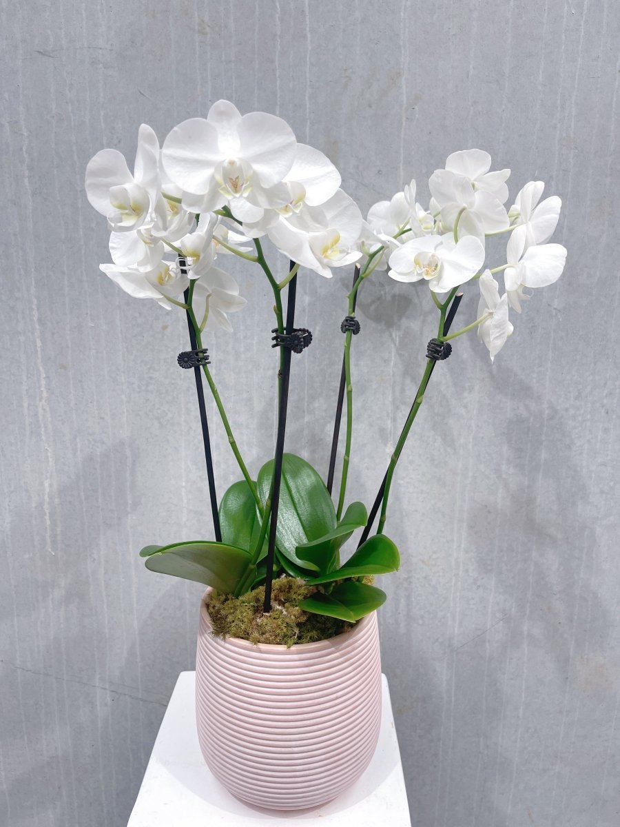 Deluxe Orchid Plant - ROSE &amp; CO