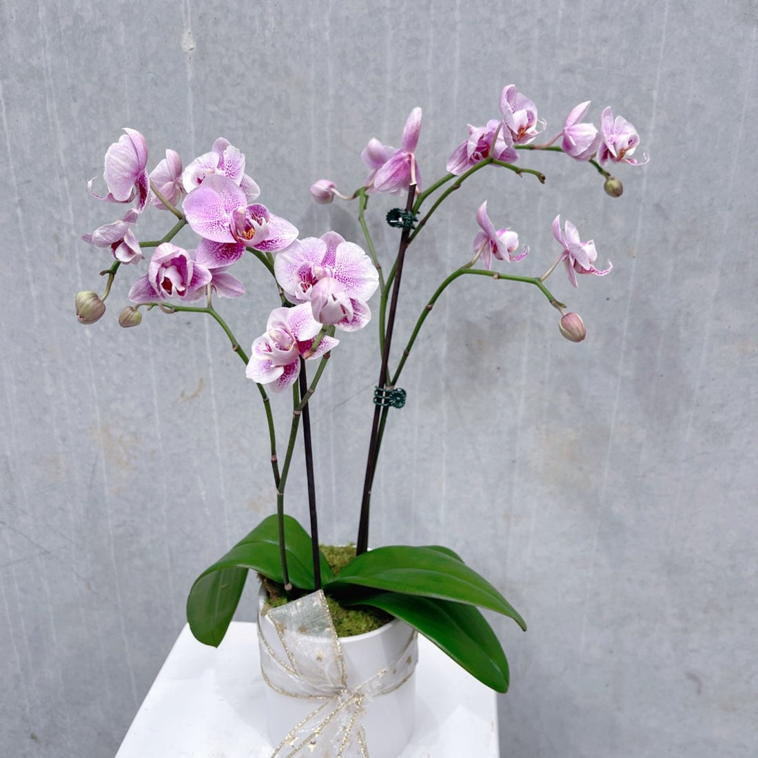 Mini Orchid plant - ROSE &amp; CO