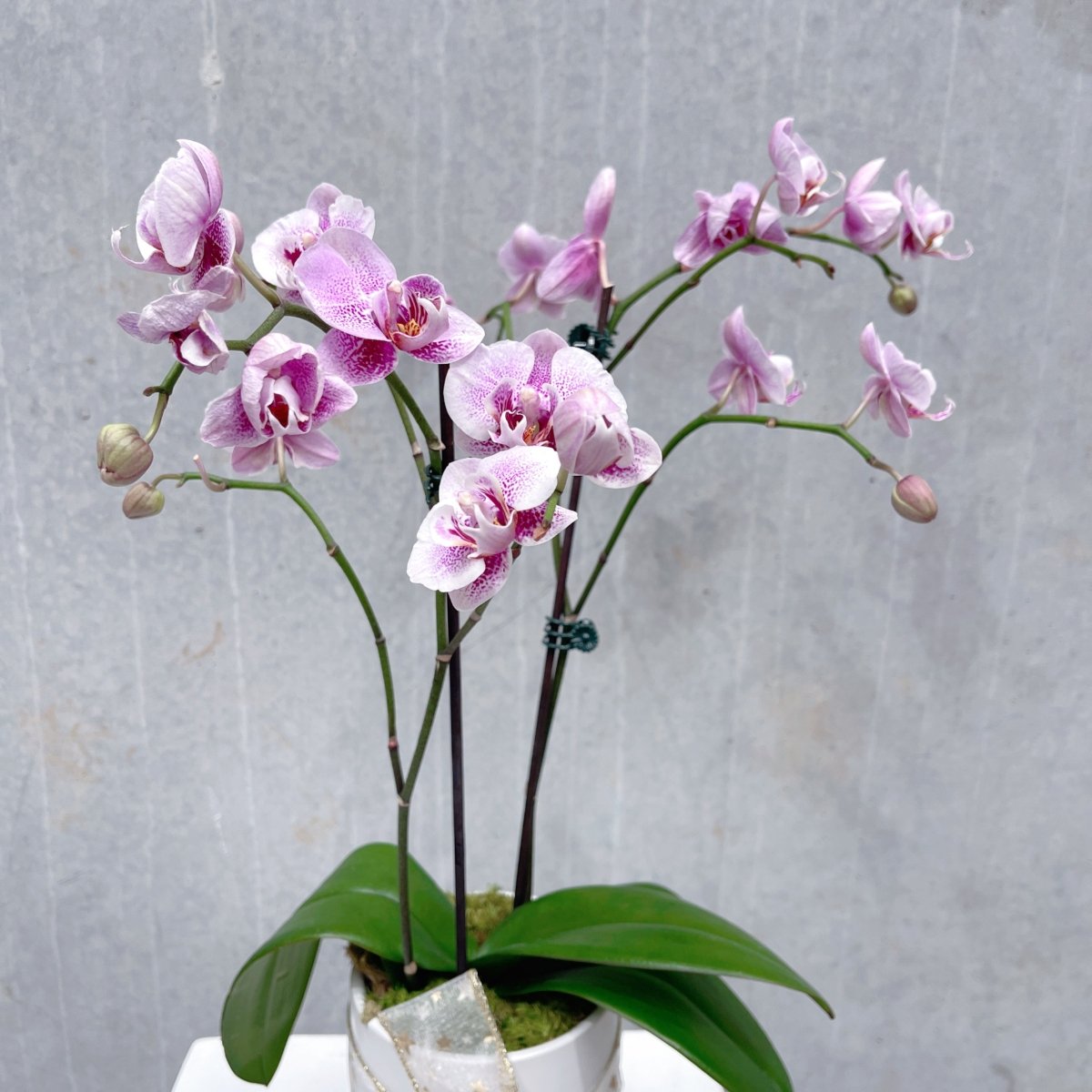 Mini Orchid plant - ROSE &amp; CO