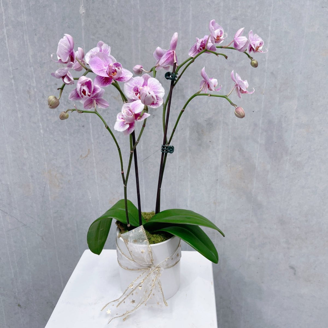 Mini Orchid plant - ROSE &amp; CO