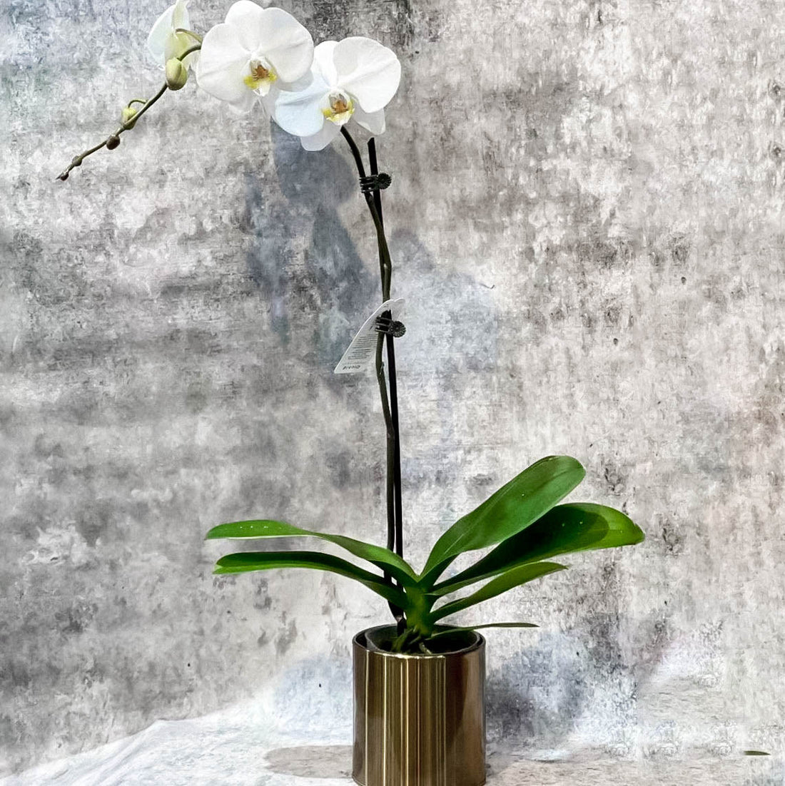 Orchid Plant - ROSE &amp; CO